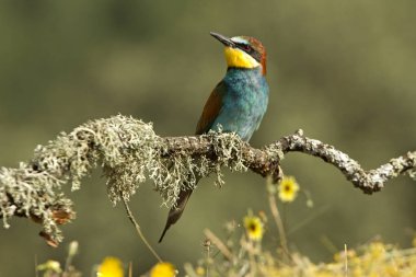 Avrupalı Arı yiyici, Merops apiaster