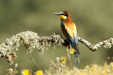 Avrupalı Arı yiyici, Merops apiaster