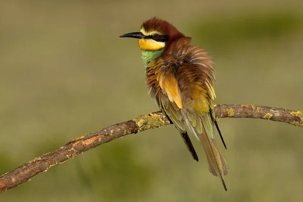 Comedor Abelhas Europeu Merops Apiaster — Fotografia de Stock