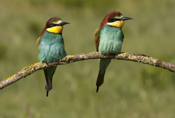 Бджолоїдка Звичайна Merops Apiaster — стокове фото