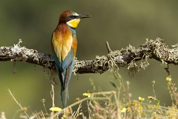 Comedor Abelhas Europeu Merops Apiaster — Fotografia de Stock