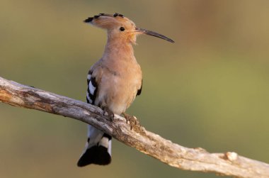 İbibik, Upupa epops. Coraciforms