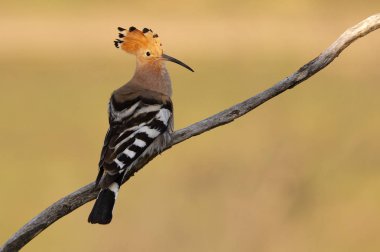 İbibik, Upupa epops. Coraciforms