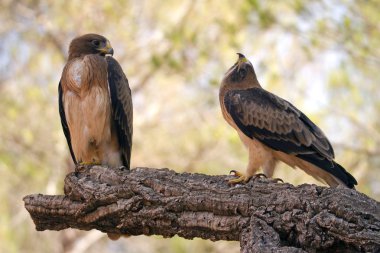 Önyüklenen kartal, soluk formu. Aquila pennata