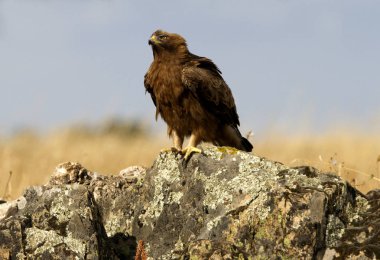 Kartal, karanlık formu çizme. Aquila pennata