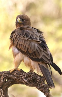 Önyüklenen kartal, soluk formu. Aquila pennata
