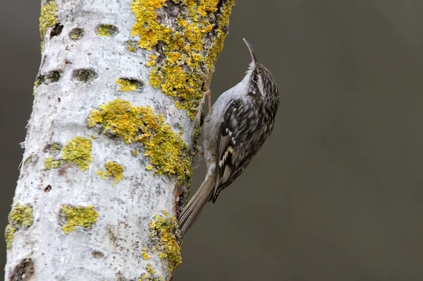 Tırmaşık kuşugiller bozkır. Certhia brachydactyla