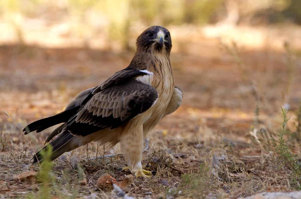 Csizmás Eagle Halvány Formában Aquila Pennata — Stock Fotó