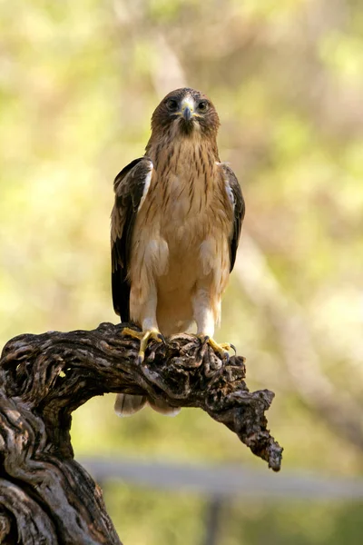 Gelaarsd Eagle Bleke Vorm Aquila Pennata — Stockfoto