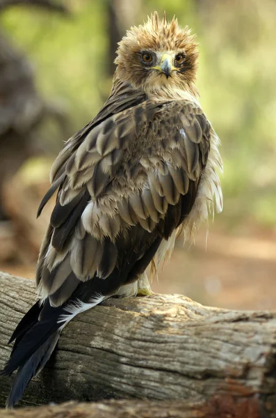 Nastartoval Eagle Bledou Tvar Aquila Pennata — Stock fotografie