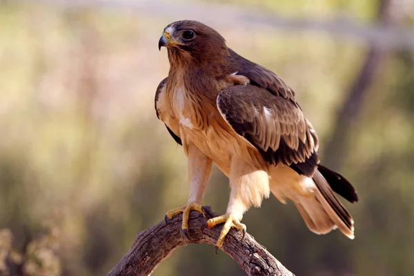 Aquila Con Gli Stivali Forma Pallida Aquila Pennata — Foto Stock