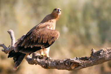  İspanyol İmparatorluk kartal. Aquila adalberti