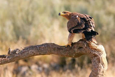  İspanyol İmparatorluk kartal. Aquila adalberti
