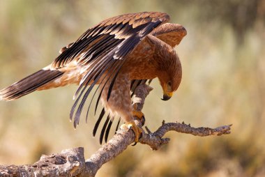  İspanyol İmparatorluk kartal. Aquila adalberti