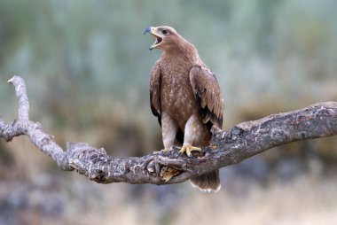  İspanyol İmparatorluk kartal. Aquila adalberti
