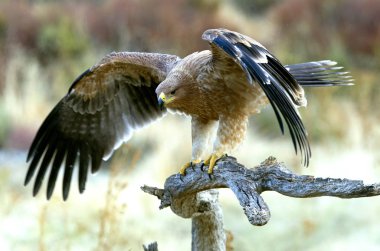  İspanyol İmparatorluk kartal. Aquila adalberti