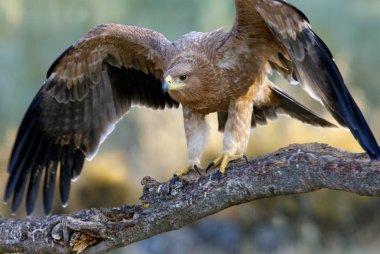  İspanyol İmparatorluk kartal. Aquila adalberti