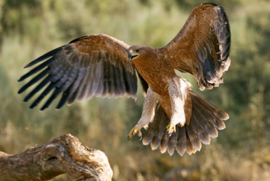  İspanyol İmparatorluk kartal. Aquila adalberti