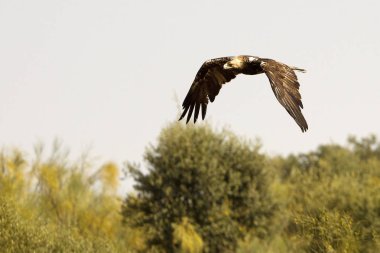  İspanyol İmparatorluk kartal. Aquila adalberti