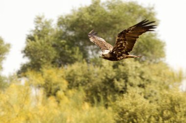  İspanyol İmparatorluk kartal. Aquila adalberti