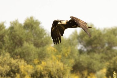  İspanyol İmparatorluk kartal. Aquila adalberti