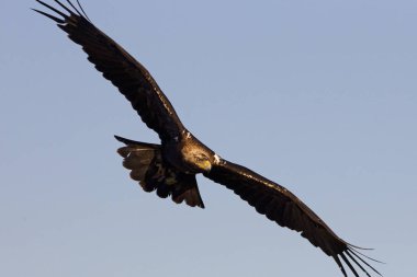  İspanyol İmparatorluk kartal. Aquila adalberti