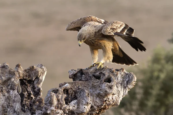 İspanyol İmparatorluk kartal. Aquila adalberti