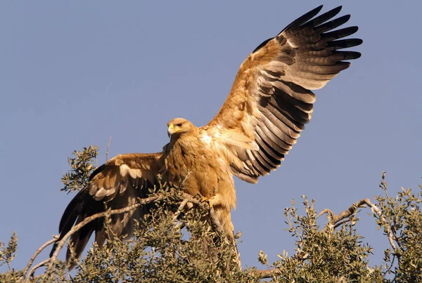 Spaanse Keizerarend Aquila Adalberti — Stockfoto