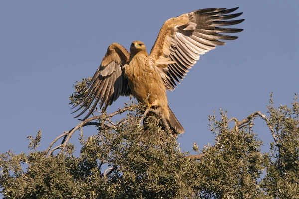 西班牙帝国鹰 阿奎拉 阿达尔贝蒂 — 图库照片