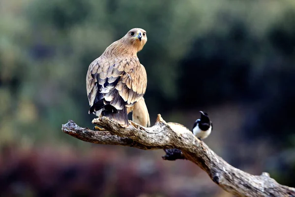 Aquila Imperiale Spagnola Aquila Adalberti — Foto Stock