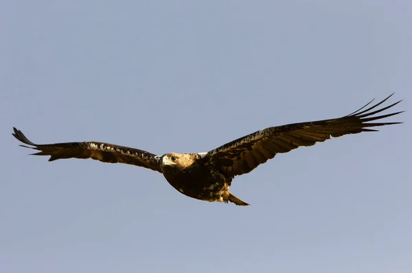 Spaanse Keizerarend Aquila Adalberti — Stockfoto