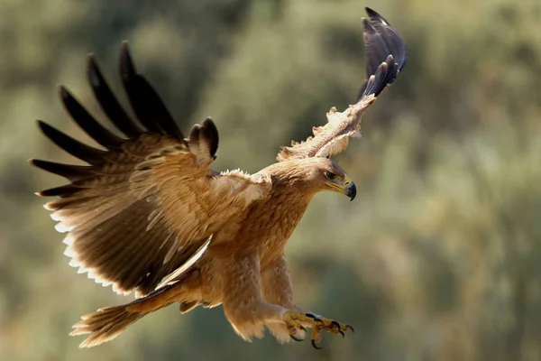 Águila Imperial Española Aquila Adalberti — Foto de Stock