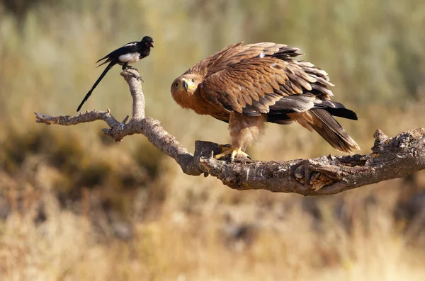 Spanischer Reichsadler Aquila Adalberti — Stockfoto