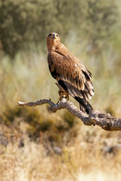 Spaanse Keizerarend Aquila Adalberti — Stockfoto