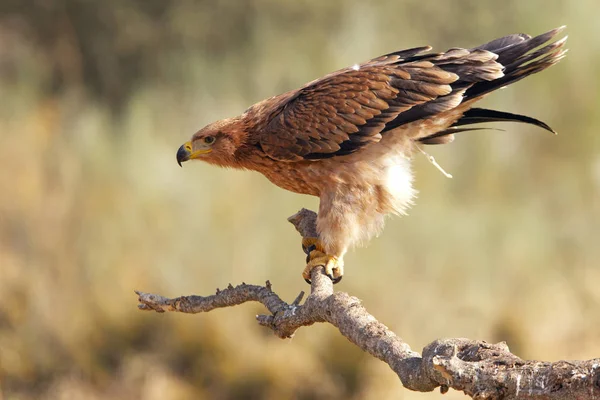 Spanischer Reichsadler Aquila Adalberti — Stockfoto