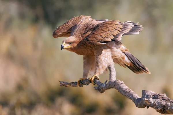 Águila Imperial Española Aquila Adalberti — Foto de Stock