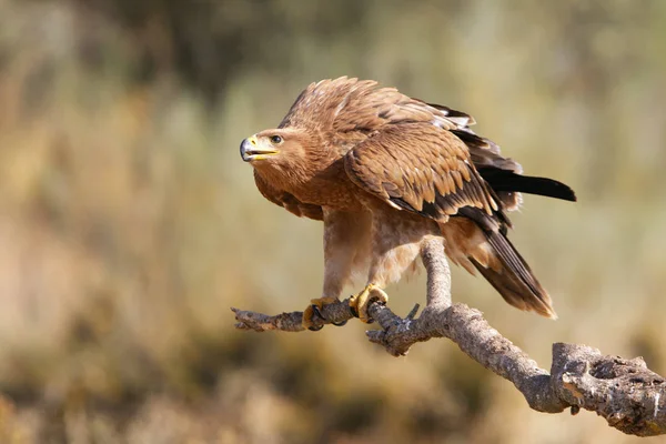 Águila Imperial Española Aquila Adalberti — Foto de Stock