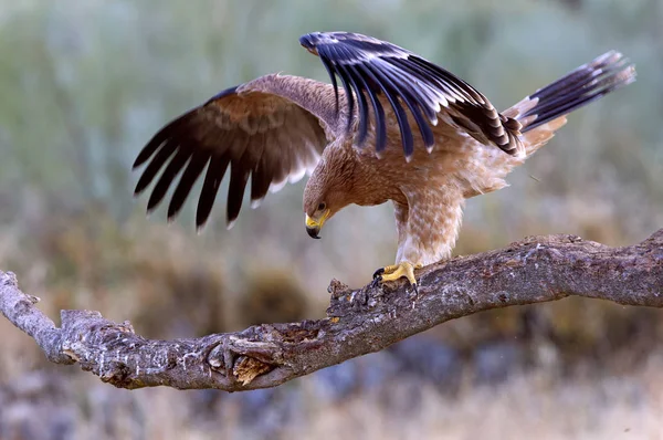 Spanischer Reichsadler Aquila Adalberti — Stockfoto