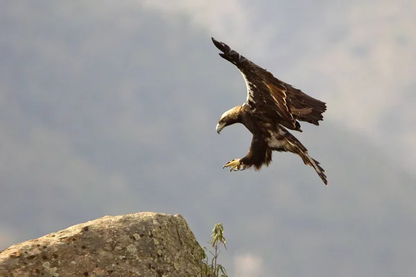 stock image  Spanish Imperial Eagle. Aquila adalberti