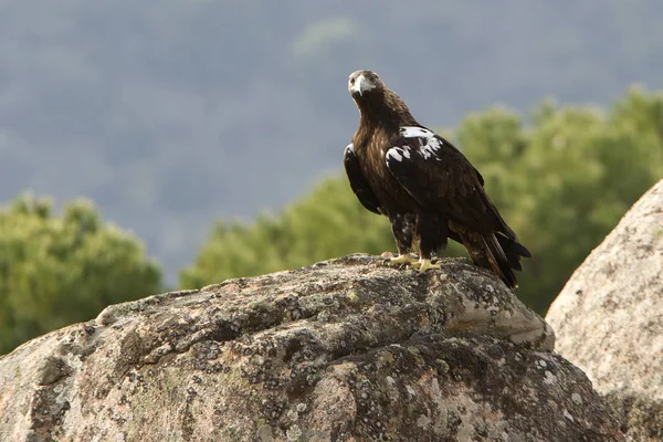 Águila Imperial Española Aquila Adalberti —  Fotos de Stock