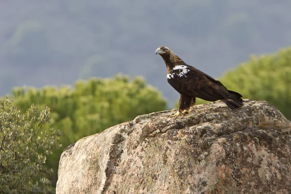 Águila Imperial Española Aquila Adalberti —  Fotos de Stock