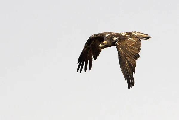 Spansk Kejsarörn Aquila Adalberti — Stockfoto