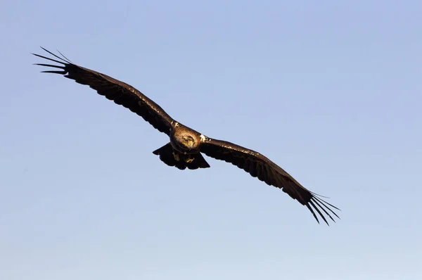 Spanyol Parlagi Sas Aquila Adalberti — Stock Fotó