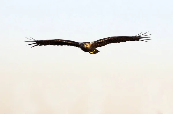 Spanischer Reichsadler Aquila Adalberti — Stockfoto