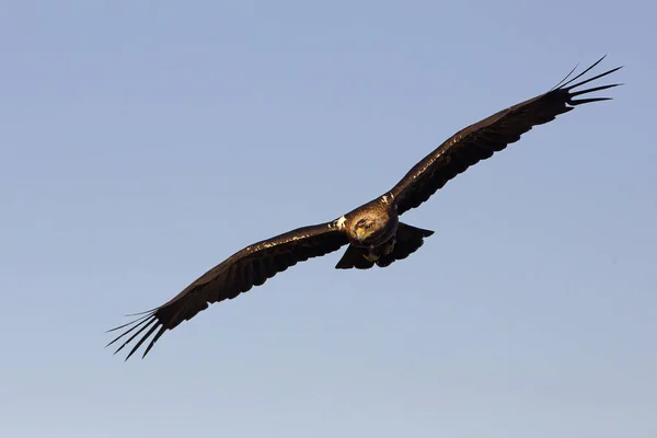 Águia Imperial Espanhola Aquila Adalberti — Fotografia de Stock