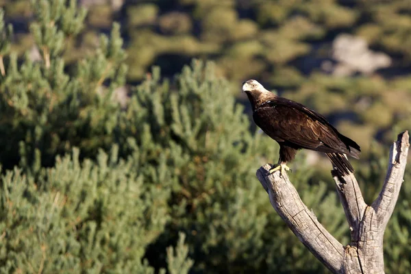 Spanish Imperial Eagle Aquila Adalberti Stock Photo