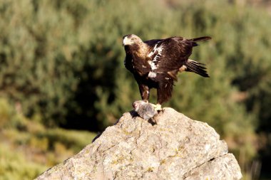  İspanyol İmparatorluk kartal. Aquila adalberti