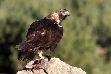  İspanyol İmparatorluk kartal. Aquila adalberti