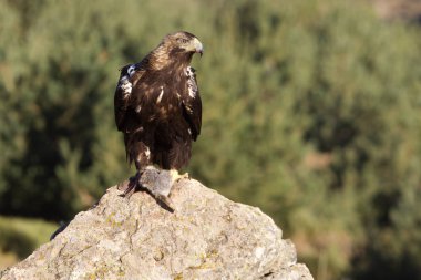 İspanyol İmparatorluk kartal. Aquila adalberti