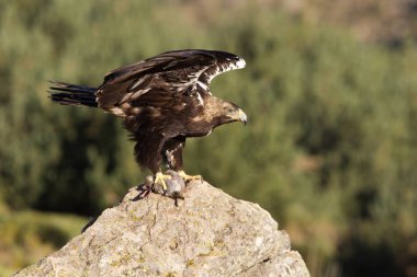  İspanyol İmparatorluk kartal. Aquila adalberti